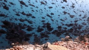 School of fish underwater on background of reflection sun seabed in Maldives. Unique amazing video footage. Abyssal relax diving. Natural aquarium of sea and ocean. Beautiful animals.