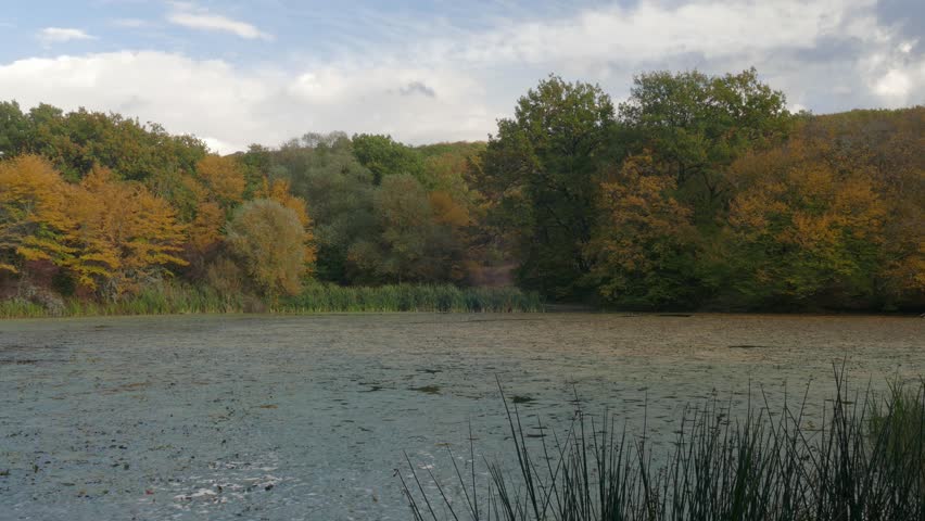 Overgrown pond in wildlife in autumn cloudy day /Withered leaves on surface of lake in early autumn 