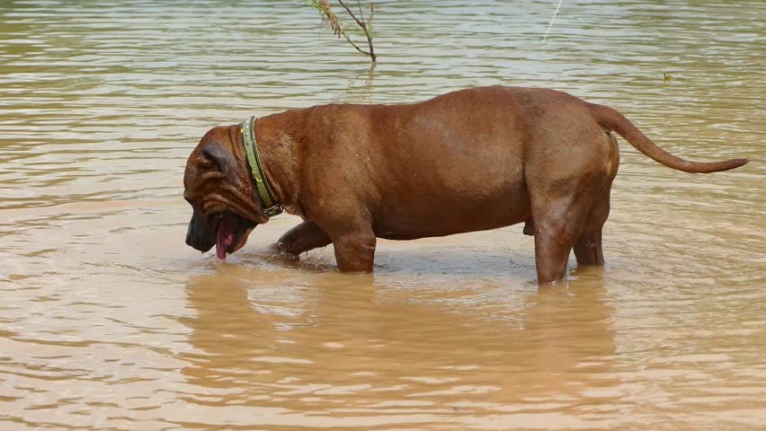funny Pit bull playing and drinking water in lake