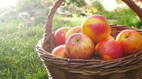 Red Apples in the Basket in the Garden. Panning.