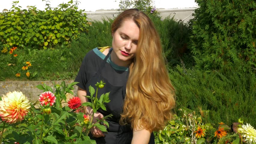 Florist Girl is cutting flowers white and orange dahlias in the garden