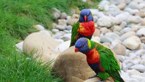Couple of Rainbow Lorikeet on Rocks. Parrot Shaking His Head And Flying Away
