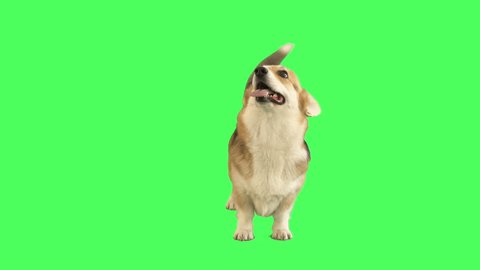funny welsh corgi stands and looks on green screen