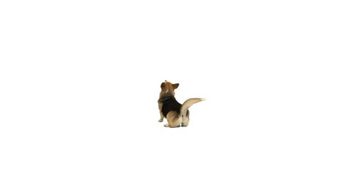 dog is dancing on a white background