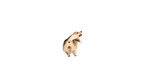 welsh corgi is spinning on a white background