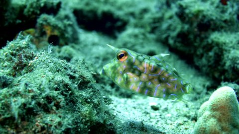 A thornback cowfish, Lactoria fornasini, a type of venomous boxfish, swims around over a sandy rocky reef in the warm tropical ocean.