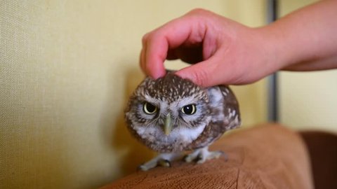 The little owl in the apartment. Stroking owl. Athene noctua