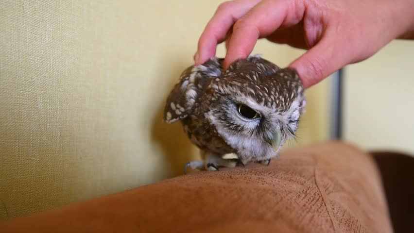little owl as pet