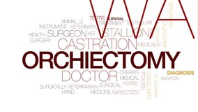 Orchiectomy animated word cloud, text design animation. Kinetic typography. - Powered by Shutterstock - Get 15% off with code: PIKWIZARD15