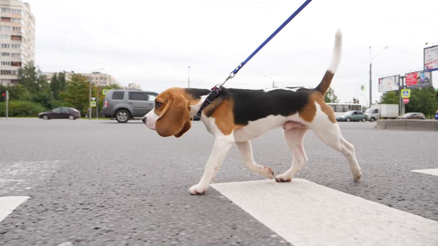 Young beagle dog walk across city road, car ride on background, slow motion tracking shot. Smart cute doggy come at pedestrian crossing on green traffic light, pull leash slightly Royalty-Free Stock Footage #31854187