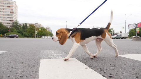 Young beagle dog walk across city road, car ride on background, slow motion tracking shot. Smart cute doggy come at pedestrian crossing on green traffic light, pull leash slightly