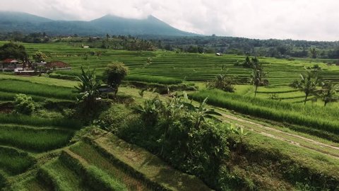 Aerial video in an amazing landscape, with drone, above rice terraces with a girl riding her bike on a beautiful day.  Shot in Bali, Indonesia. स्टॉक व्हिडिओ