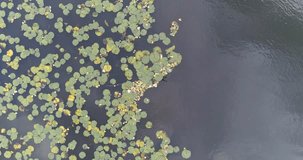 4K Aerial drone shot of Lake Burnaby in Burnaby Lake Park, British Columbia, Canada