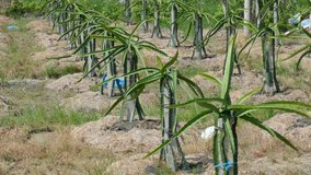 Dragon fruit tree. High-quality stock video footage of dragon fruit trees in garden in the sunny day, Binh Thuan, Vietnam. Dragon fruit is a delicious tropical food and the favorite fruit in Vietnam