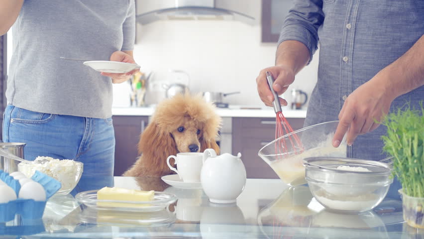 couple dog making breakfast on Stock Footage Video (100% Royalty-free ...