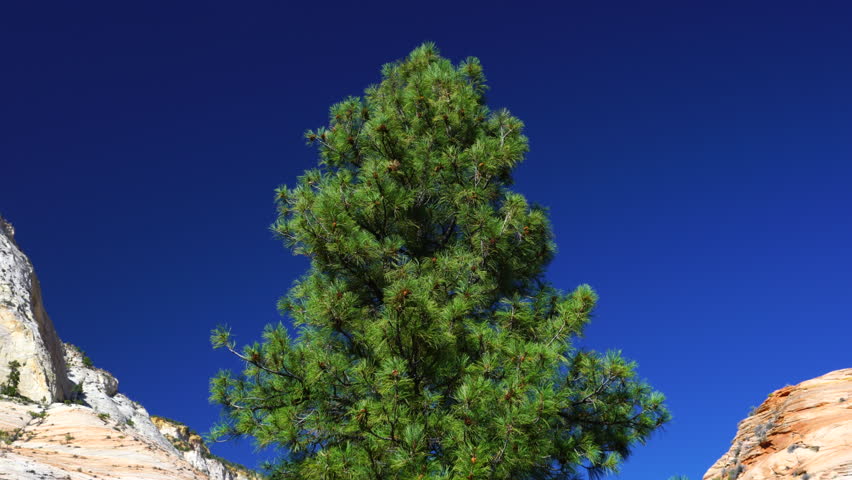 Zion National Park, Utah, Usa, North America, America