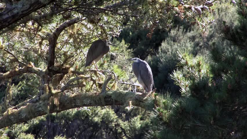 Bay of Islands, New Zealand. November 2012. A pair of nesting grey herons