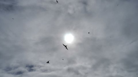 Arctic tern kria birds flying silhouetted by sun, swooping close to camera, slow motion