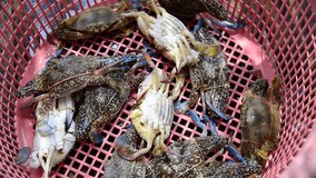 video of fresh blue swimming crabs in market.