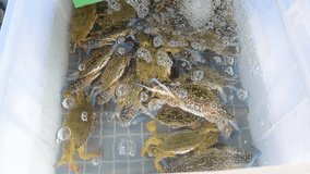 video of fresh blue swimming crabs in market.