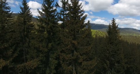 The drone rises up among the coniferous trees from where it opens up a view of the mountains of the Carpathians in the spring