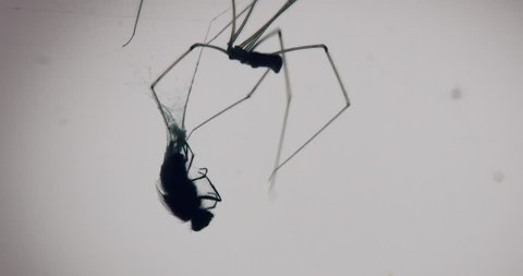 Creepy shot of a fly being eaten by a large common spider with back lit window