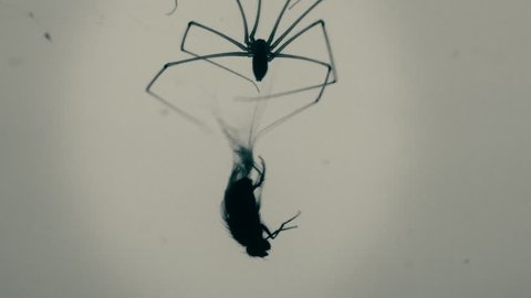 Trapped fly being mummified by large spider