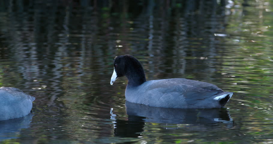 American Coots feeding in wetlands. Pair. Couple