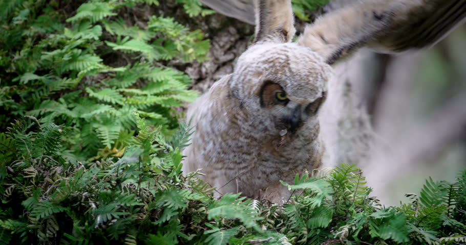 Young Great Horned Owls fluffy baby flapping his wings on a branch in a nice green tree.