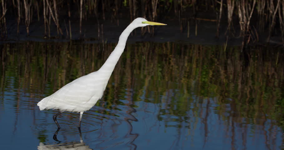 Great white egret walking in wetland pond marsh