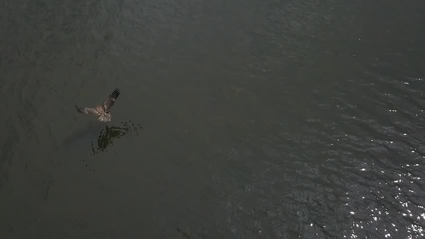 fly with a golden eagle over