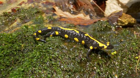 Fire salamander (Salamandra salamandra) in forest stream