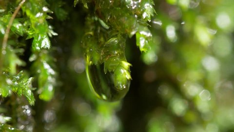 Water drops through forest moss