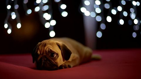 Pug puppy sleeping on the red background with christmas lights. Cute dog laying on the bed putting his muzzle on the paws.