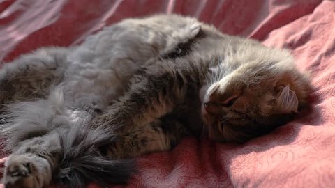 Fluffy cat sleeps on the bed in the daytime, wakes up and. HD, 1920x1080, slow motion.
