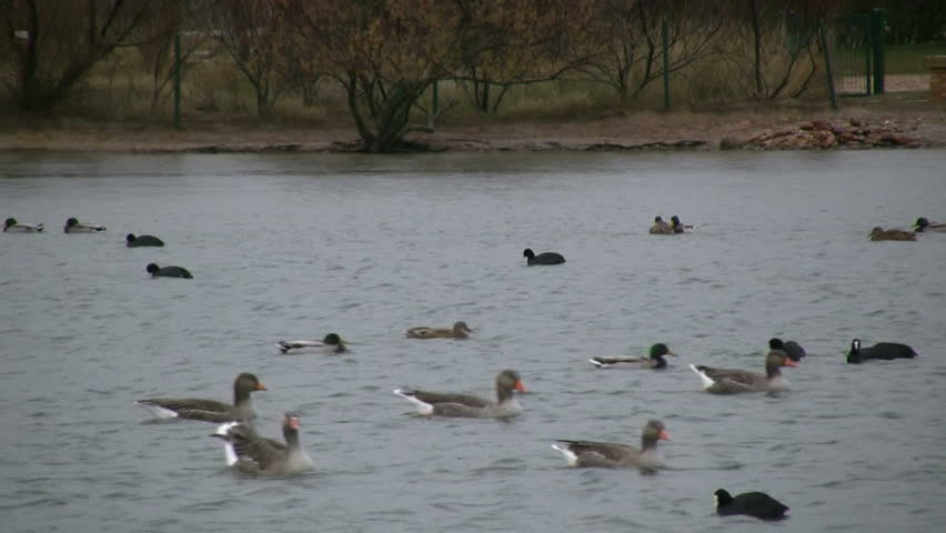 Greylag Goose (Anser anser)