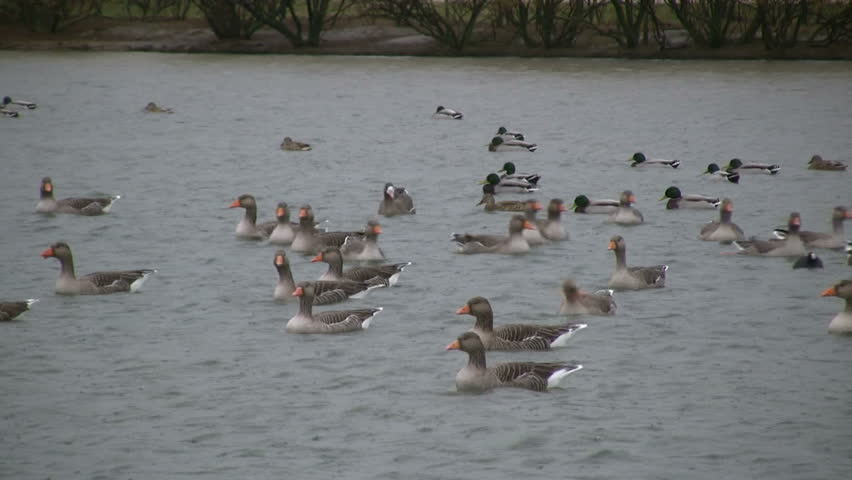 Greylag Goose (Anser anser)