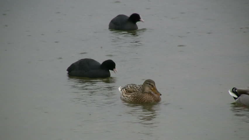Waterbirds in winter