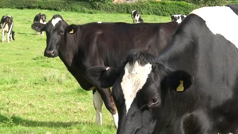 COVENTRY, ENGLAND - CIRCA 2007: several cows in a field