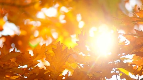 Autumn Leaves swinging on a tree in autumnal Park. Fall. Autumn colorful park. Sun flare.  Slow Motion Ultra high definition 3840X2160 4K UHD video footage
