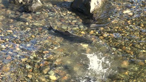 Chinook Salmon Spawning in a River

