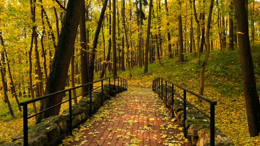Park landscape at golden fall