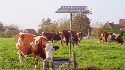 cow drinking water from solar powered pump fed