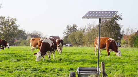 cows grazing cars