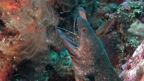 Moray Eel gets cleaned by  Cleaner Shrimps.