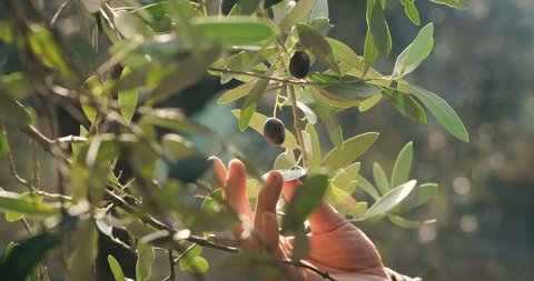 One hand takes in the hands of the olives that have just fallen from the tree for the production of extra virgin olive oil produced in italy to control the quality. Concept of: Italian tradition, bio.