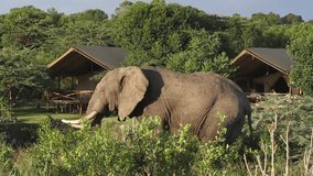 Elephant in the camp in Africa