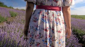 4k rear view video of young woman walking at lavender field and touching flowers with hand