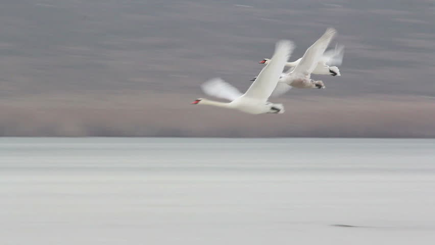 Flying swans over frozen lake (slow motion)