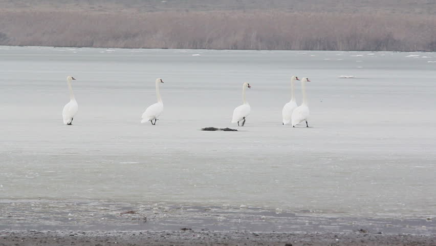 Swans on a frozen lake